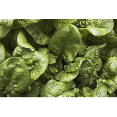 Green Leaf Lettuce by Fangxianuo