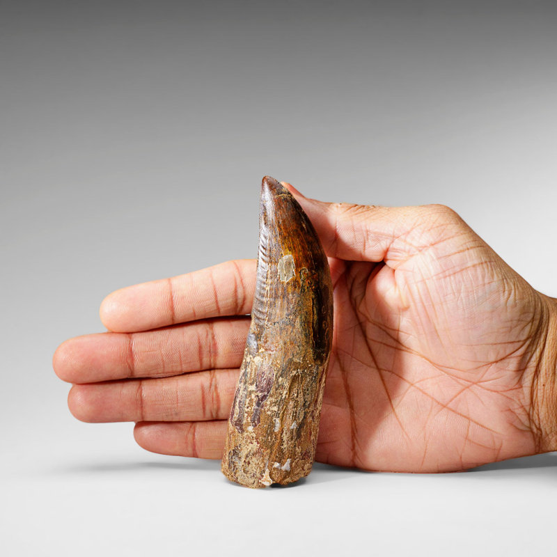 Genuine Natural Carcharodontosaurus Dinosaur Tooth In Display Box