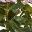 Large Hydrangea Plant In Pot-532176963