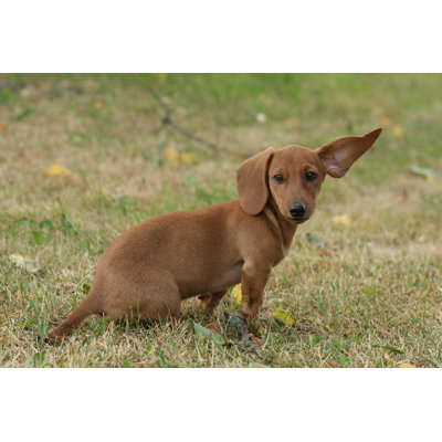Chien - photographie sur toile tendue
