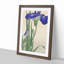Blue Irises by Ohara Koson - Picture Frame Art Print-55545285-55545286