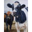 Deux vaches qui mangent de l'herbe sur toile