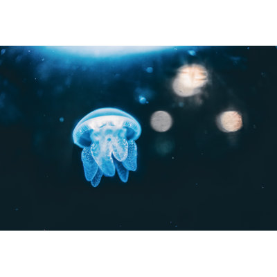 Jelly Fish In The Water by Edwin Tan - No Frame Print on Canvas