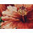 Riolis Counted Cross Stitch Kit Hibiscus R1967