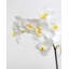 Pink Spotted Phalaenopsis Orchid 22”-20276636-20276637