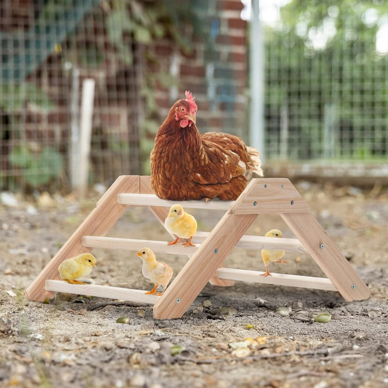 Prevent Rotation Chick Perch