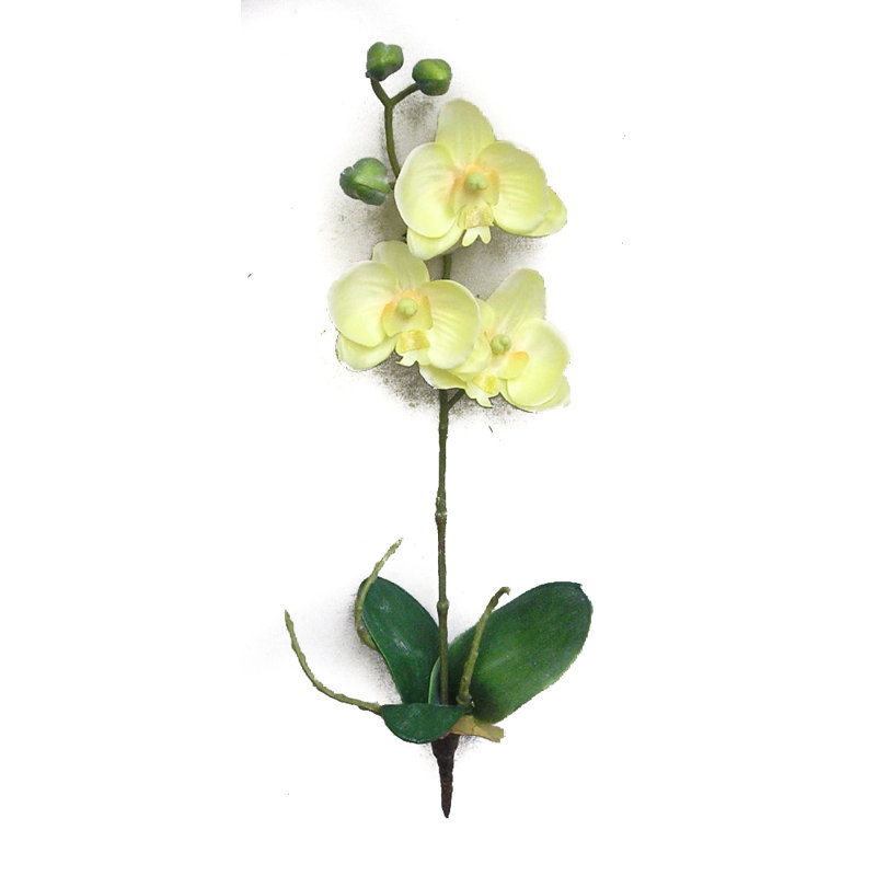 Orchids Arrangement, Yellow