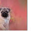 «Pug in the Garden» par Vidur, impression sur toile tendue-22073555