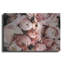 «Coral Ranunculus» par Susan Ball-182810470