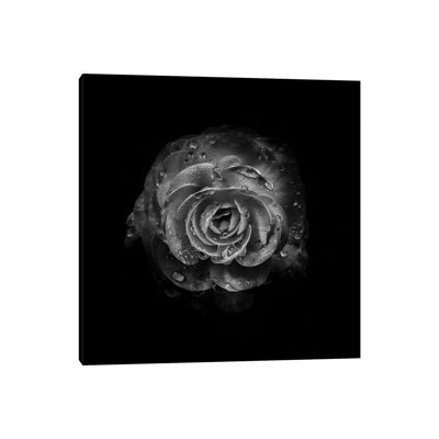 Black And White Begonia I by Brian Carson - Wrapped Canvas Painting