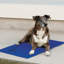 Tapis Coolin 'Pet-21228838