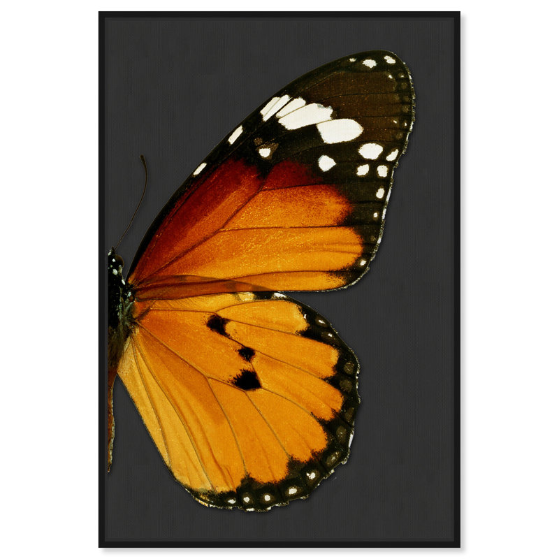 Monarque et papillon gris II - cadre flottant, impression sur toile, Cadre noir, H 45 po x l 30 po
