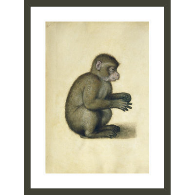 «A Monkey» par Albrecht Dürer, impression giclée sur cadre