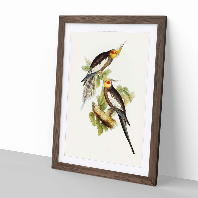 Cockatoo Parakeets by Elizabeth Gould - Picture Frame Painting, Walnut Framed, 48cm H x 36cm W x 2cm D