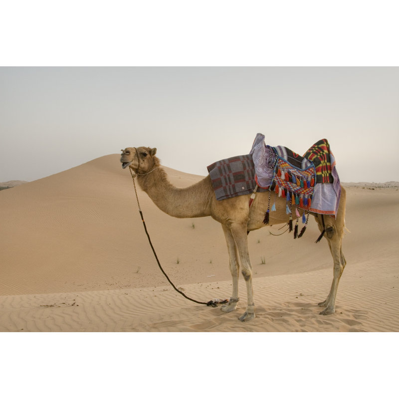 Camel In The Desert by Lingbeek - No Frame Art Prints on Canvas, 61cm H x 91cm W