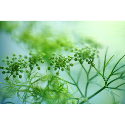 Fresh Dill by Tjasam