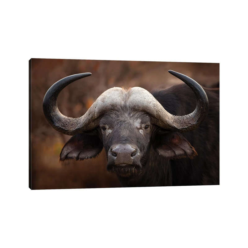 A Buffalo Portrait by Mario Moreno - Wrapped Canvas Print, 20.32 cm H x 30.48 cm W
