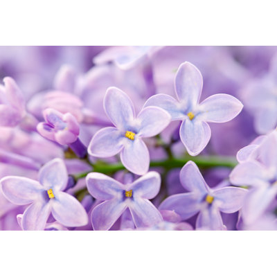 Lilac Macro by Avalon_Studio - No Frame Print on Canvas