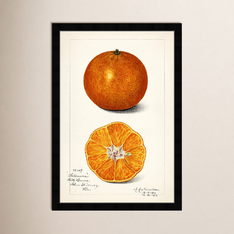 " Still Life " Graphic Art Print, 38" H x 26" W, Black