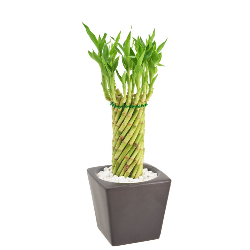 Tornado Lucky Bamboo in Brown Ceramic Planter