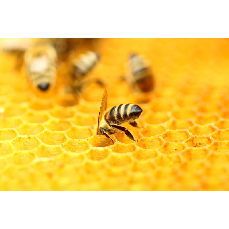 Honeybee - Wrapped Canvas Print, 51cm H x 76cm W x 3.8cm D