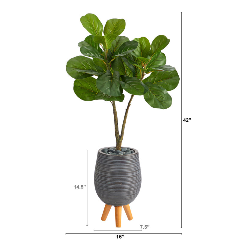 Figuier 42 po en pot