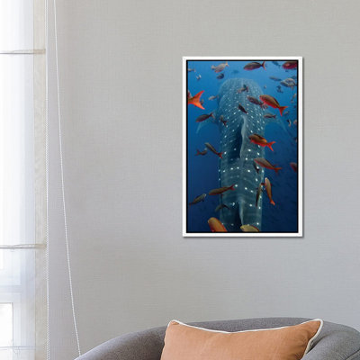 Whale Shark Swimming With Other Tropical Fish, Wolf Island, Galapagos Islands, Ecuador by Pete Oxford - Gallery-Wrapped Canvas Giclée on Canvas