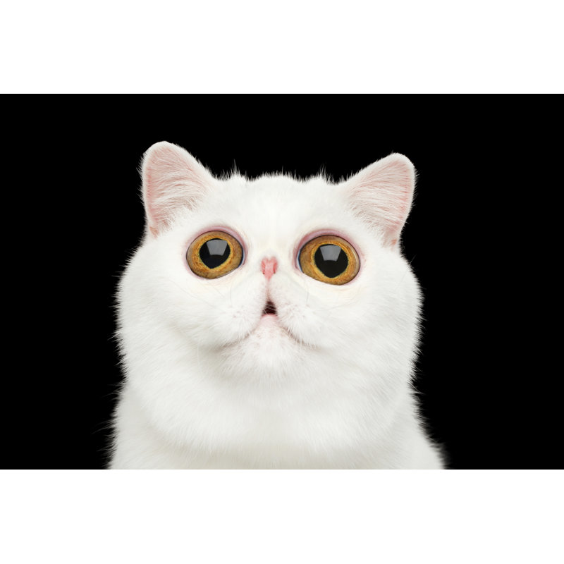 Photographie d'un chat exotique sur toile par Seregraff, H 8 po x l 12 po x P 1,25 po