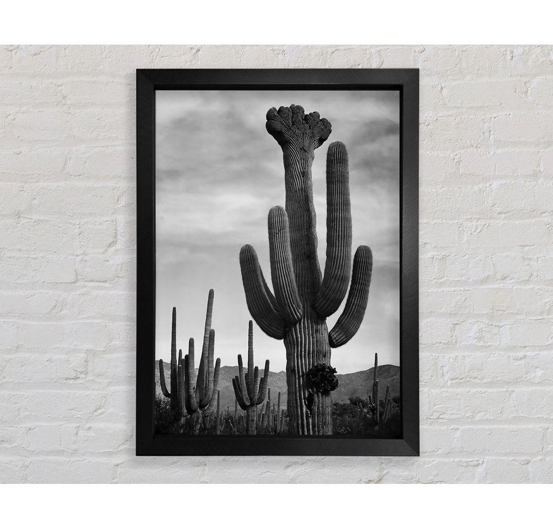 Kaktus im Saguaro National Monument in Arizona B N W von Ansel Adams - Einzelne Bilderrahmen Kunstdrucke