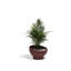 Luna Planter-921280414-921280426