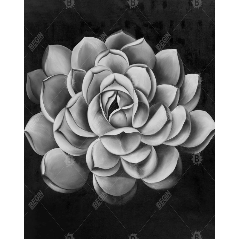 Black And White Succulent Print On Canvas