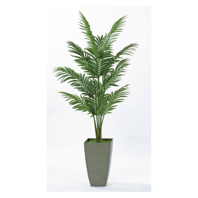 Palmier gris 6,5 pi