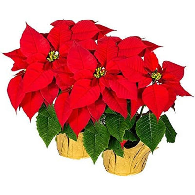 Christmas Decorative Accent