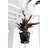 Live Rattlesnake Calathea Plant in Hanging Pot