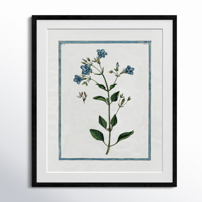 Colombe "Shabby Elegance Botanical II" Print