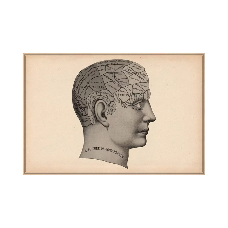 Phrenology Human Head - Wrapped Canvas Print, 66.04 cm H x 45.72 cm W x 3.175 cm D