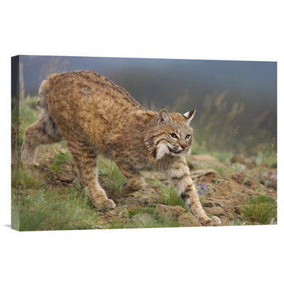 " Bobcat Stalking "