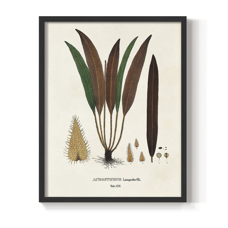 Botanical Society Ferns I, reproduction encadrée - bois massif, Noir, H 10 po x l 8 po