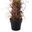 70.5cm Plant