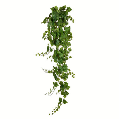 Grape Ivy Bush