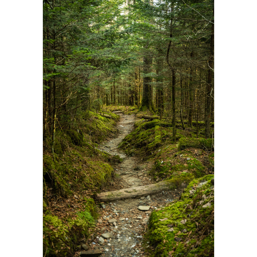 Leinwandbild Trail führt durch moosigen Waldboden