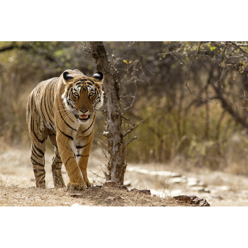 Tigre du Bengale par Gannet77, H 8 po x l 12 po