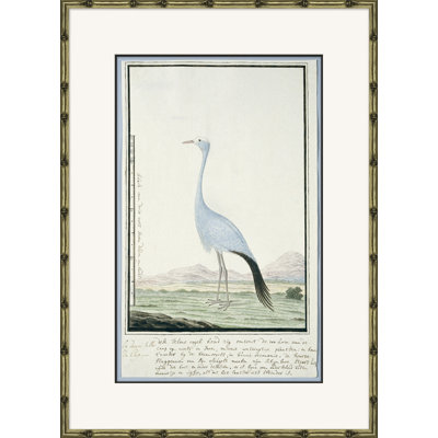 Bird Drawings, Circa 1777 " Bird Drawings, Circa 1777 " by Robert J. Gordon