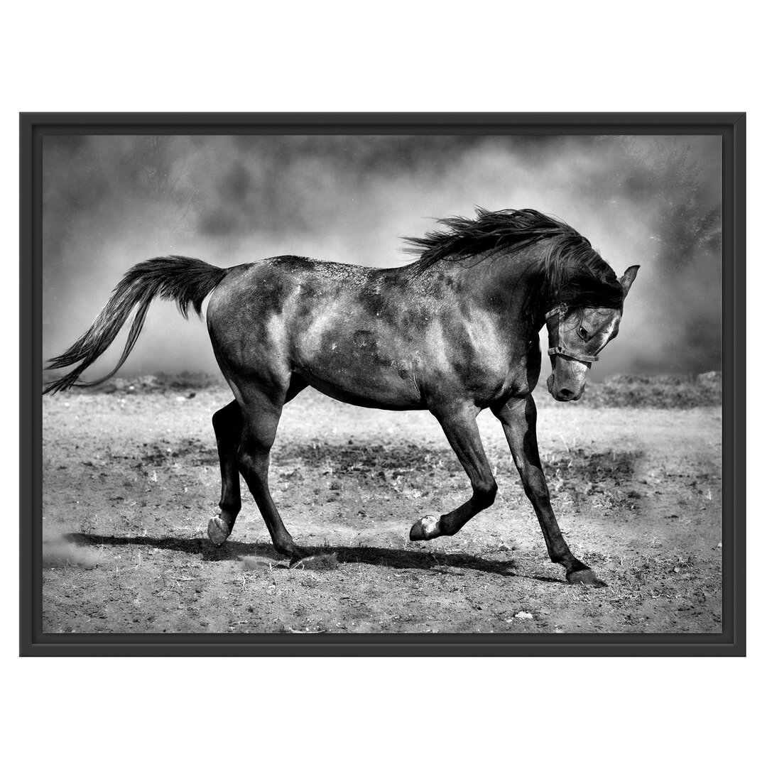 Gerahmter Fotodruck Stallion