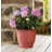 Carmer Pot Planter-1386181583-1386181571