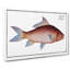 Cirrhated Carp Fish by M.E. Bloch - Wrapped Canvas-55371708