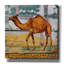 «Epic Graffiti» Camel House »par Irena Orlov, toile« Camel House »par Irena Orlov-101656241