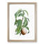 Peach on a Branch by Pierre-Joseph Redoute - Framed Print-55578056-55578057