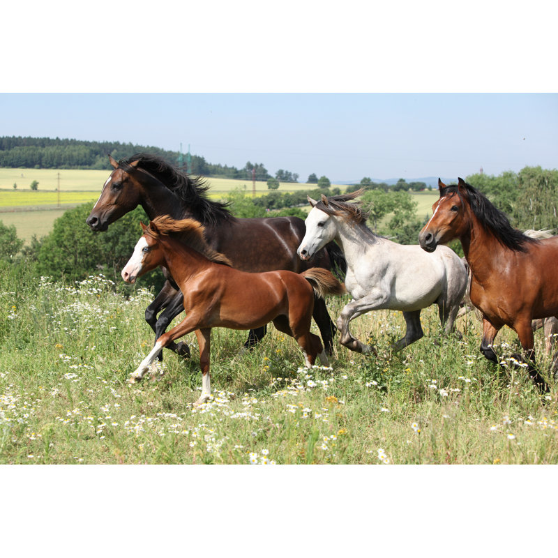 Herd Of Running Horses by Zuzule - Wrapped Canvas Print, 30cm H x 46cm W