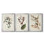 Pl. «160 Carolina Titmouse», ensemble de 3 impressions sur toile encadrées-1895717707-1895717709